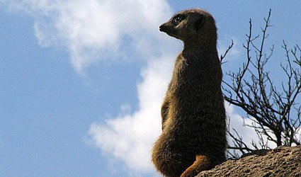 meerkat